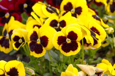 Bahçedeki blommong homo çiçekler