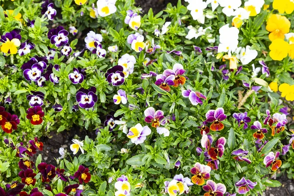 Pansy flowers are blommong in the garden — Stock Photo, Image