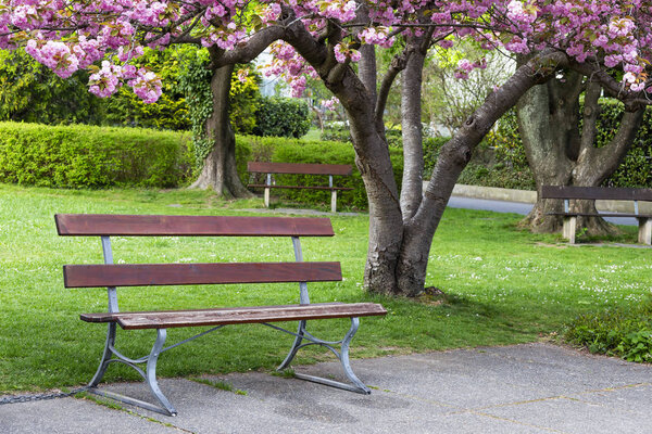 Цветущие розовые японские вишни или цветы сакуры (Prunus serrulat

