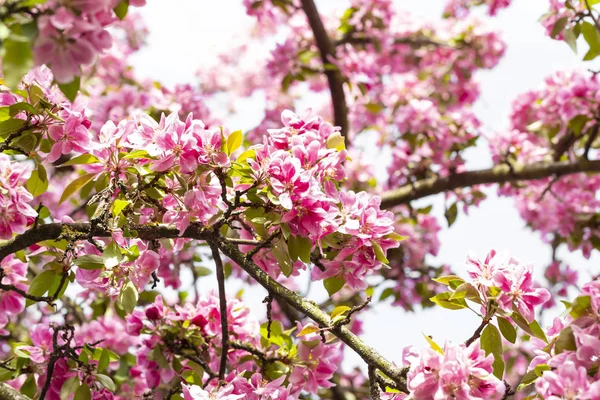 Virágzó rózsaszín japán cseresznye vagy sakura virágokat Európában — Stock Fotó