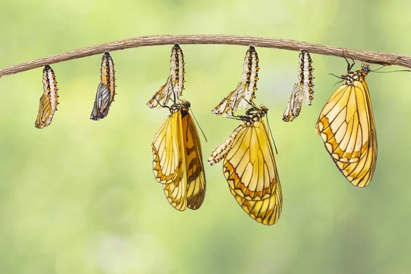 Трансформация желтой бабочки-костера (Acraea issoria) — стоковое фото