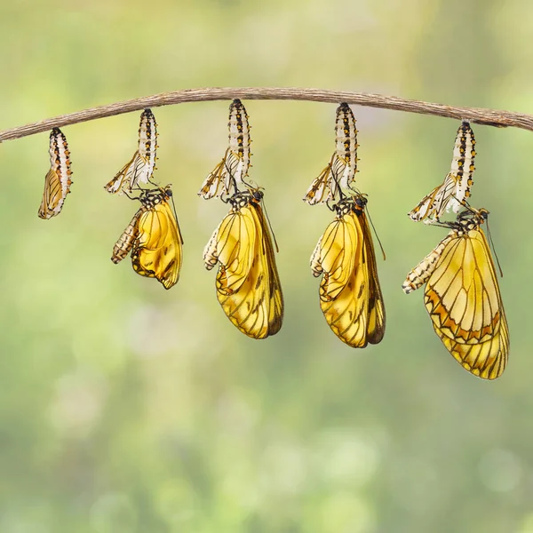 Transformação de borboleta de galo amarelo (Acraea issoria) fro — Fotografia de Stock