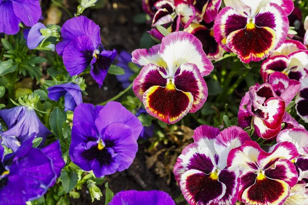 Bahçedeki blommong renkli çiçekler