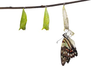 İzole ortaya ortak jay kelebek (Graphium doson) pupa ve dal kırpma yolu ile asılı kabuk ile güvenli, büyüme, dönüştürme