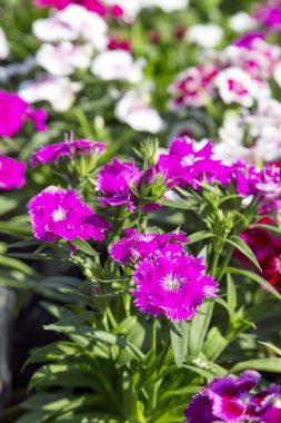 Bahçedeki güzel ve renkli Dianthus Barbatus çiçeğini kapat