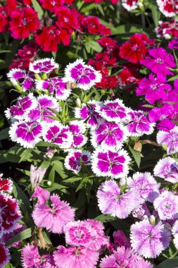 Bahçedeki güzel ve renkli Dianthus Barbatus çiçeğini kapat