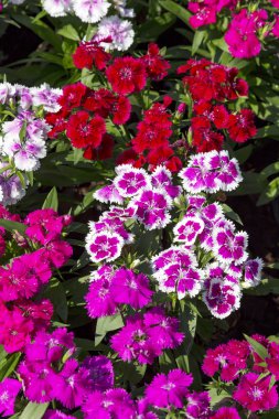 Bahçedeki güzel ve renkli Dianthus Barbatus çiçeğini kapat