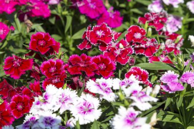 Bahçedeki güzel ve renkli Dianthus Barbatus çiçeğini kapat