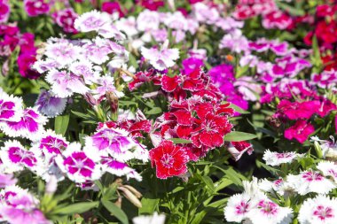 Bahçedeki güzel ve renkli Dianthus Barbatus çiçeğini kapat