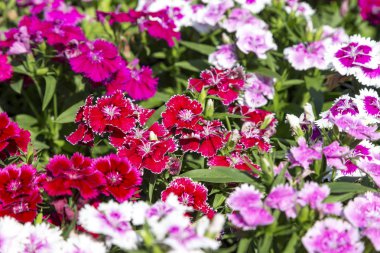 Bahçedeki güzel ve renkli Dianthus Barbatus çiçeğini kapat