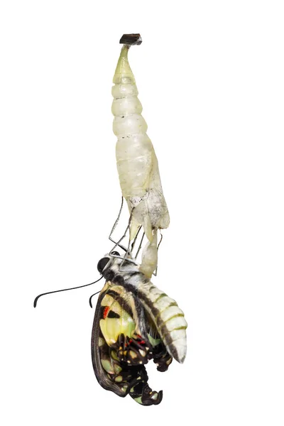 Isolated emerged Common jay butterfly ( Graphium doson)  with pupa and shell hanging on twig with clipping path, secure , growth , transformation