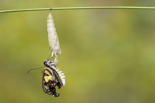 Emerged Common Jay Butterfly Graphium Doson Pupa Shell Hanging Twig — стоковое фото