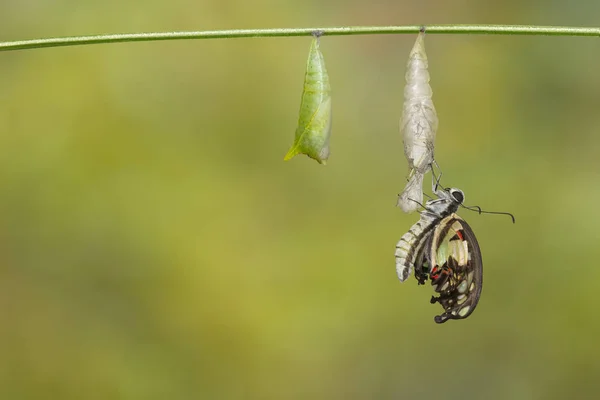 Pojawiły Się Wspólne Jay Motyl Graphium Doson Pupa Powłoki Wiszące — Zdjęcie stockowe