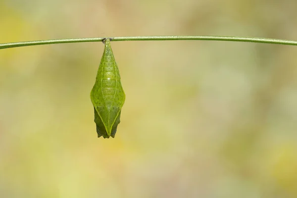 Crisálida Mariposa Común Graphium Doson Sobre Rama Fondo Verde Seguro —  Fotos de Stock