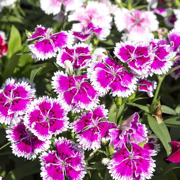 Nahaufnahme Schöne Und Farbenfrohe Dianthus Barbatus Blume Garten — Stockfoto