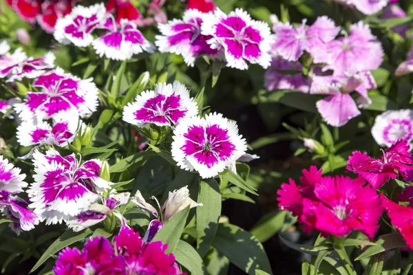 Nahaufnahme Schöne Und Farbenfrohe Dianthus Barbatus Blume Garten — Stockfoto