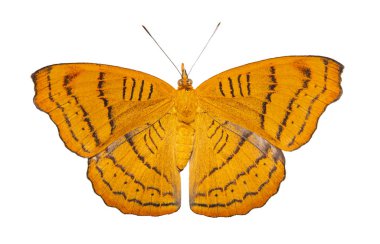 Dorsal görünümünde, arka plan ve kırpma yolu, büyüme, dönüşüm izole tekir kelebek (Pseudergolis wedah)