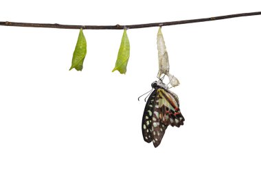 İzole ortaya ortak jay kelebek (Graphium doson) pupa ve dal kırpma yolu ile asılı kabuk ile güvenli, büyüme, dönüştürme