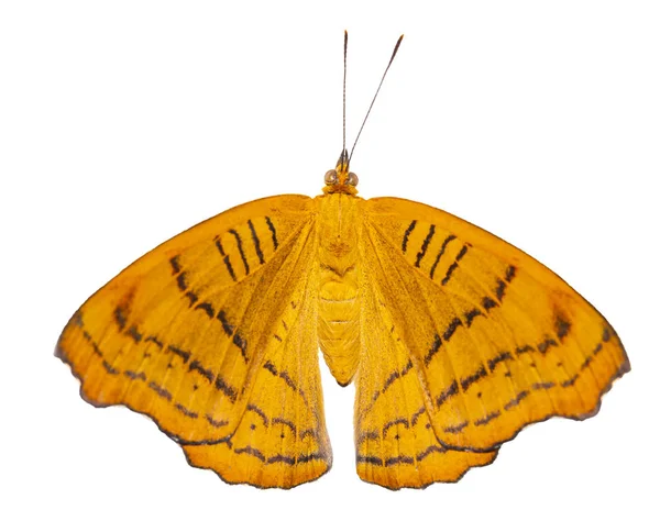 Isolated Tabby Butterfly Pseudergolis Wedah Dorsal View Background Clipping Path — Stock Photo, Image