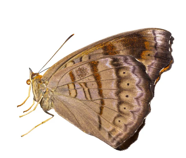 Geïsoleerde Tabby Vlinder Pseudergolis Wedah Een Witte Achtergrond Met Uitknippad — Stockfoto