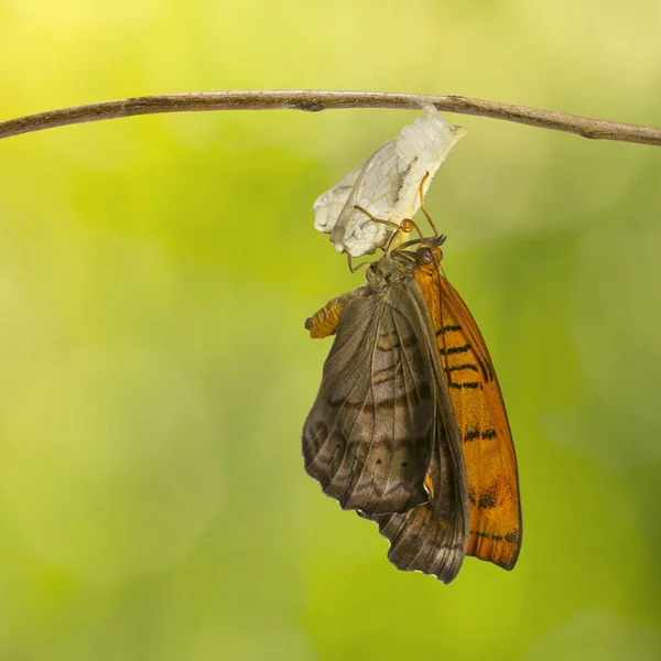 Aufgetauchter Tabby Schmetterling Pseudergolis Wedah Hängend Auf Zweig Mit Grünem — Stockfoto