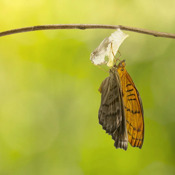 Pojawiły Się Motyl Tabby Pseudergolis Wedah Wiszący Zielonym Tle Wzrostu — Zdjęcie stockowe