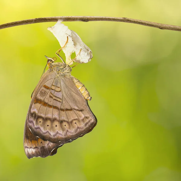 Farfalla Tabby Emersa Pseudergolis Wedah Appesa Ramoscello Con Sfondo Verde — Foto Stock