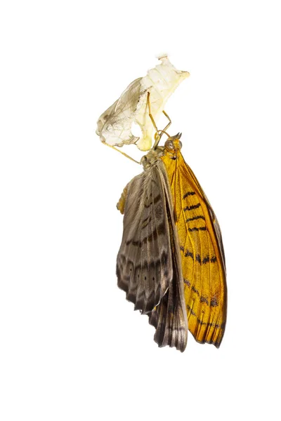 Isolated Emerged Tabby Butterfly Pseudergolis Wedah White Clipping Path Growth — Stock Photo, Image