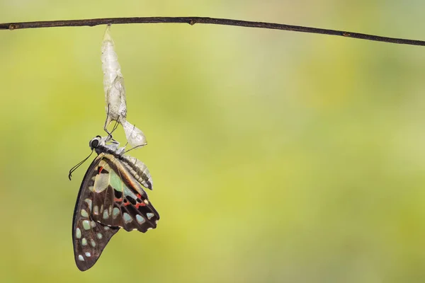 Emerged Common Jay Butterfly Graphium Doson Pupa Shell Hanging Twig — стоковое фото