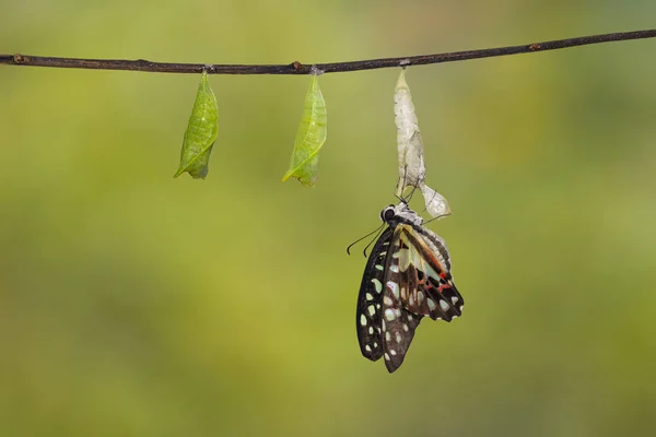 Emerged Common jay butterfly ( Graphium doson)  with pupa and shell hanging on twig with clipping path, secure , growth , transformation