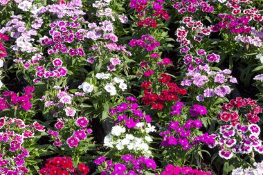 Bahçedeki güzel ve renkli Dianthus Barbatus çiçeğini kapat