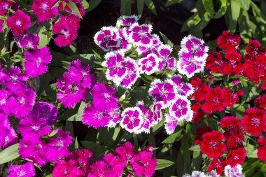 Bahçedeki güzel ve renkli Dianthus Barbatus çiçeğini kapat