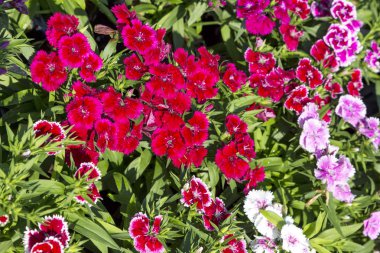 Bahçedeki güzel ve renkli Dianthus Barbatus çiçeğini kapat