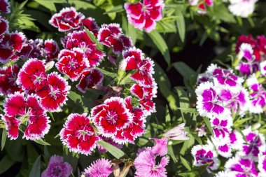 Bahçedeki güzel ve renkli Dianthus Barbatus çiçeğini kapat