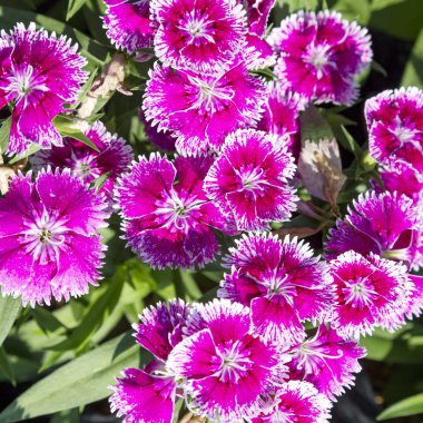 Bahçedeki güzel ve renkli Dianthus Barbatus çiçeğini kapat