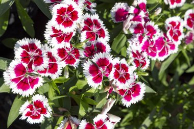 Bahçedeki güzel ve renkli Dianthus Barbatus çiçeğini kapat