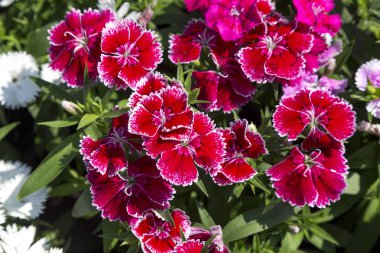 Bahçedeki güzel ve renkli Dianthus Barbatus çiçeğini kapat
