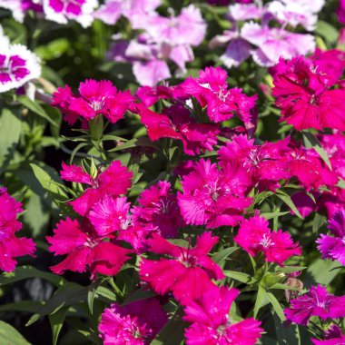 Bahçedeki güzel ve renkli Dianthus Barbatus çiçeğini kapat