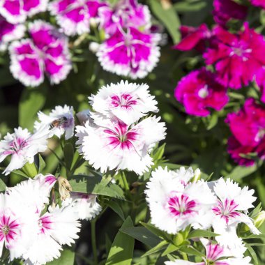 Bahçedeki güzel ve renkli Dianthus Barbatus çiçeğini kapat