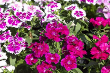 Bahçedeki güzel ve renkli Dianthus Barbatus çiçeğini kapat