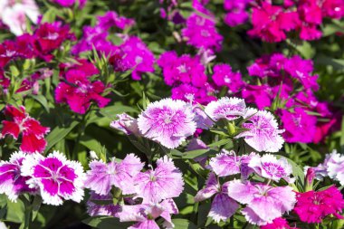 Bahçedeki güzel ve renkli Dianthus Barbatus çiçeğini kapat