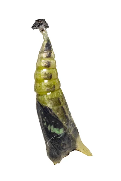 隔離された成熟した蛹の一般的なジェイ蝶 Graphium — ストック写真