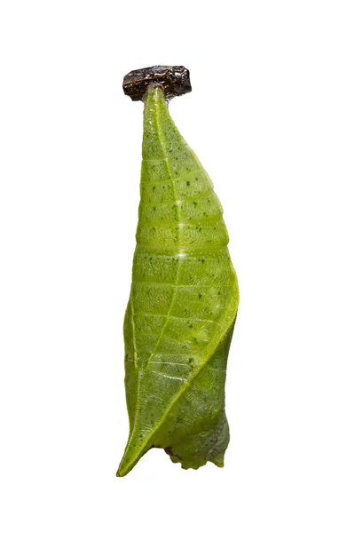 クリッピング パスと白で一般的なジェイ蝶 Graphium 由来の蛹は 成長を確保します — ストック写真