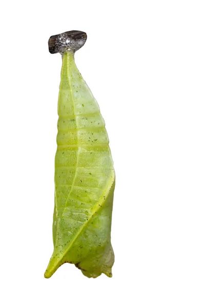 Isoalted Chrysalis Common Jay Butterfly Graphium Doson White Clipping Path — Stock Photo, Image