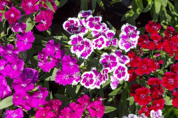 Bahçedeki güzel ve renkli Dianthus Barbatus çiçeğini kapat