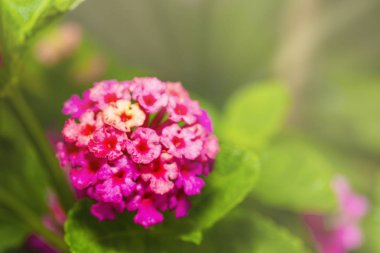Pembe Umbelanterna çiçek onların ile ağaç Bahçe, Lantana camara içinde