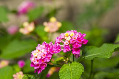 Pembe Umbelanterna çiçek onların ile ağaç Bahçe, Lantana camara içinde