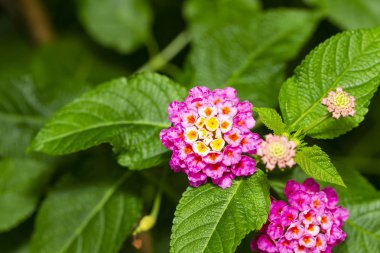 Pembe Umbelanterna çiçek onların ile ağaç Bahçe, Lantana camara içinde