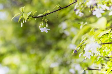 Beyaz renk bahçe içinde Wrightia bileğinde çiçek ağaç (Wrightia bileğinde Benth)