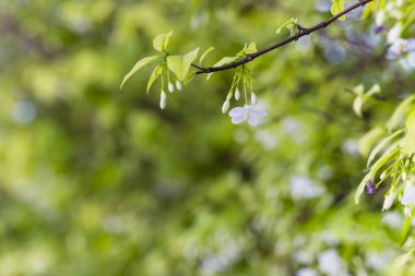 Beyaz renk bahçe içinde Wrightia bileğinde çiçek ağaç (Wrightia bileğinde Benth)